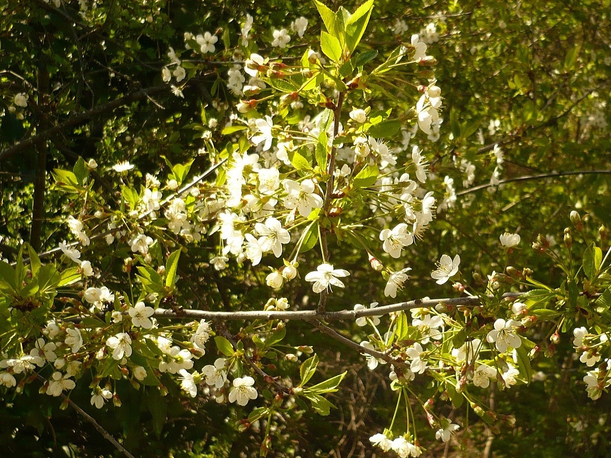 Prunus cerasus (Rosaceae)